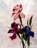 Click to View Irises